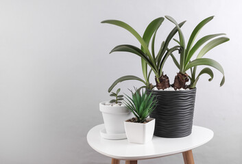 Decorative house plants in a pots on a table