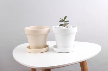 Decorative house plant and wmpty pot on a table