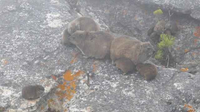 Rock Hyrax (Procavia capensis) at Table Mountain, Cape Town, Western Cape, South Africa.