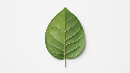 Obraz premium Single green leaf