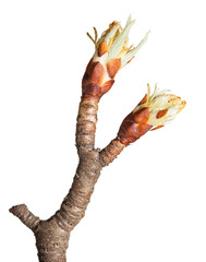 Pear blossom bud