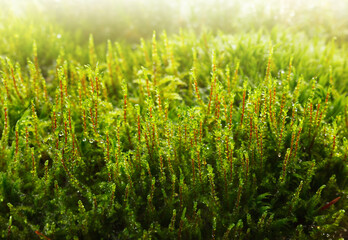 Mossy forest floor