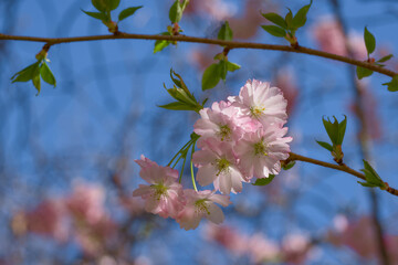 Accolade cherry blossom on a spring day close-up