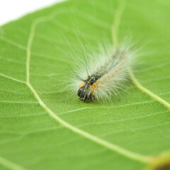 Fluffy caterpillar crawling on leaf
