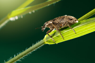 Macro of weevil on cereal