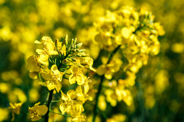Obraz premium Rapeseed flower closeup.Blooming rapeseed (Brassica napus).Oilseed, canola, colza.Blooming yellow canola flower meadows.Macro photo.