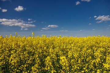 Obraz premium Blooming rapeseed (Brassica napus).Yellow field and blue sky with clouds.Agricultural field with rapeseed plants. Oilseed, canola, colza.Blooming yellow canola flower meadows.