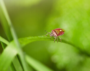 shield bug