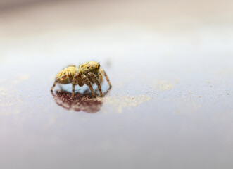 Macro of tiny jumping spider