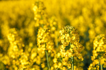 Obraz premium Rapeseed flower closeup.Blooming rapeseed (Brassica napus).Oilseed, canola, colza.Blooming yellow canola flower meadows.Macro photo.