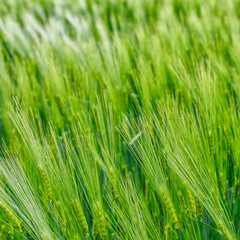 Field landscape with blue sky and green grass.Agricultural field on which grow cereals, summer time.