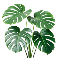Vibrant Green Monstera Deliciosa isolated on transparent background Generative AI Plant with Large Tropical Leaves