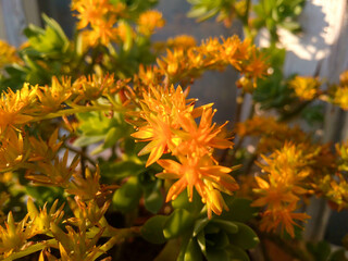 Vibrant yellow orange succulent flowers blooming outdoors with green leaves illuminated by warm natural sunlight in closeup view