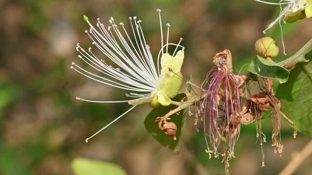 Capparis spinosa flowers. Its common names wyjeelah,&nbsp;nipang creeper,&nbsp;Capparis lasiantha, Flinders roseand and &nbsp;bush caper. wildflower.