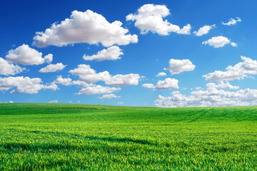 green field and blue sky