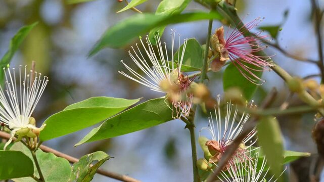 Capparis spinosa flowers. Its common names wyjeelah,&nbsp;nipang creeper,&nbsp;Capparis lasiantha, Flinders roseand and &nbsp;bush caper. wildflower.