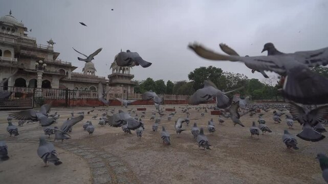 Folk of pigeons are flying near albert hall museum(Diagonal Angel)