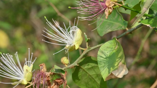 Capparis spinosa flowers. Its common names wyjeelah,&nbsp;nipang creeper,&nbsp;Capparis lasiantha, Flinders roseand and &nbsp;bush caper. wildflower.