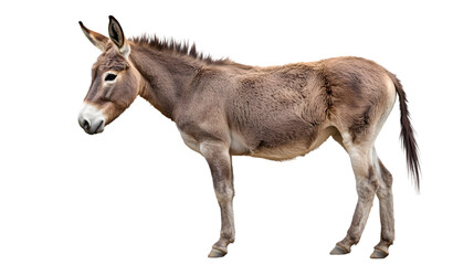 Fototapeta premium Donkey profile with isolated background.