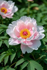 Obraz premium there is a pink flower with yellow center in a garden