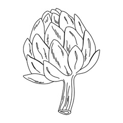 Outline drawing of a fresh artichoke, minimalistic vegetable illustration in vintage style