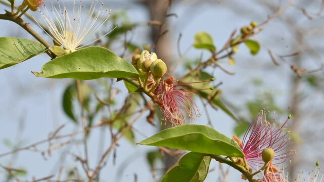 Capparis spinosa flowers. Its common names wyjeelah,&nbsp;nipang creeper,&nbsp;Capparis lasiantha, Flinders roseand and &nbsp;bush caper. wildflower.