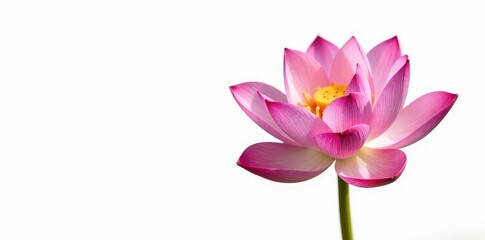 Fototapeta premium Single lotus flower isolated on white background, isolation, garden, water lily