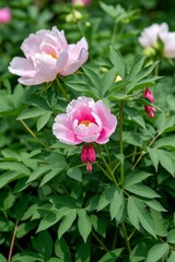 Obraz premium there are many pink flowers that are growing in the garden