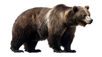 Grizzly Bear Profile with Wild Nature.