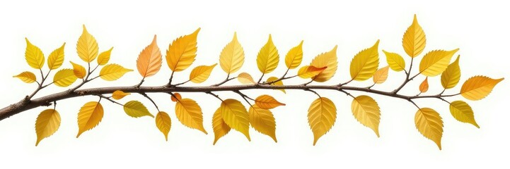 Naklejka premium Single row of aspen branches on a white background, branches, aspen, foliage