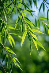 a close up of a branch of a tree with green leaves