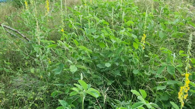 Chipilin flower. Its other names, Crotalaria longirostrata, include chepil and long beak rattlebox. grows abundantly around the coast.