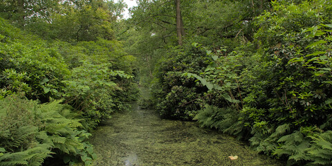 Obraz premium Canal in a bright green summer park. Canal with duckweed through a green forest in Clingendael park, The Hague, The Netherlands 