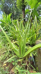 Close-up of Aloe Vera Leaves Showing Texture and Gel, Herbal Remedy for Skin Health and Beauty Treatment