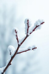 Snowy branch isolated on white background with a few subtle snowflakes, cold, isolated