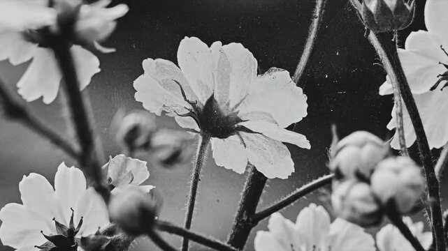 Black and white close-up of delicate flowers, captured from a low angle, creating a vintage video feel with soft focus and natural textures. Live desktop wallpaper.