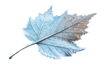Detailed Image of a Brown Leaf Partially Covered in White Frost.