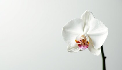 Delicate white orchid blossom against pure white backdrop, orchid, beauty, fragile