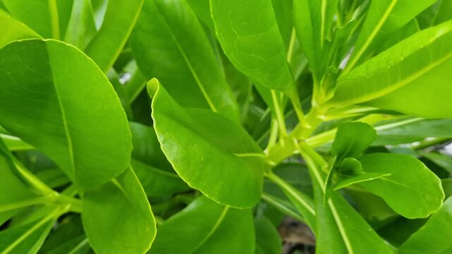 Close-up wild plants grow on the beach with fresh, wide leaves.