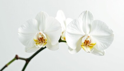 Delicate white orchid blossom on pure white backdrop, calm, clean, background