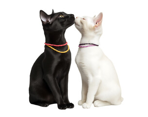 Fototapeta premium Cute Cat Companions - Heartwarming image of a cat showing affection. Ideal for friendship and celebration designs.