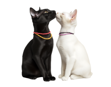 Cute Cat Companions - Heartwarming image of a cat showing affection. Ideal for friendship and celebration designs.