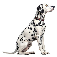 A cute group of Great Dane and Dalmatian puppies with black and white spots, sitting on a white background