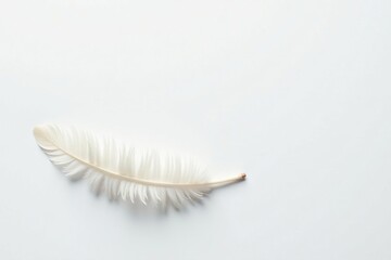 Delicate white feathers against pure white backdrop, background, pastel, backdrop