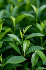 Fototapeta premium there is a close up of a plant with green leaves