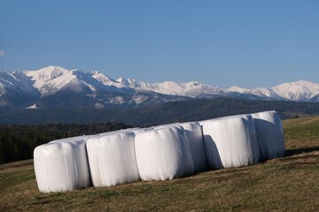 Stack of white plastic bale of hay on field. Blue sky and snowy mounains in background. Pass over Lapszanka, Tatras, Poland