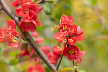 Obraz premium 명자나무꽃, 명자나무, Japanese quince, flowering quince, ping flower