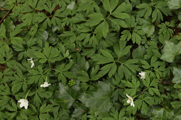 White Jasmine Flowers Green Leaves Nature Background