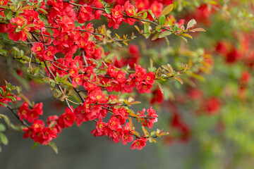 Obraz premium 명자나무꽃, 명자나무, Japanese quince, flowering quince, ping flower