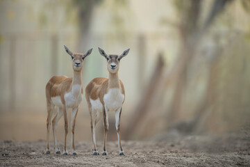 Two Adorable Black Buck Stand in a Natural Setting